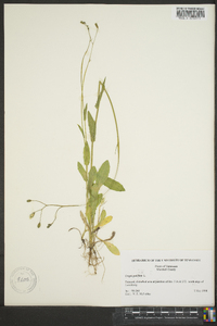 Crepis pulchra image