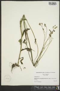 Crepis pulchra image