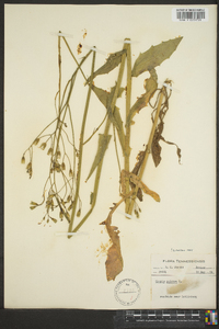 Crepis pulchra image