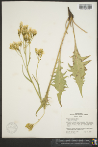 Crepis setosa image