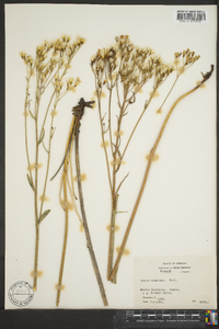 Crepis setosa image