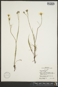 Crepis atrabarba image