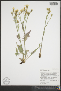 Crepis intermedia image