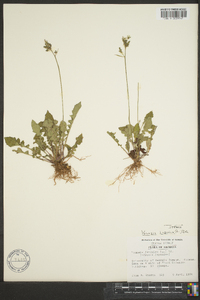 Youngia japonica image