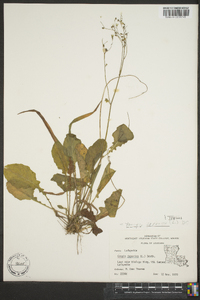 Youngia japonica image