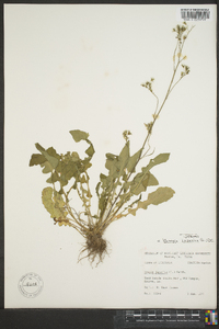 Youngia japonica image