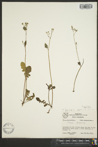 Youngia japonica image