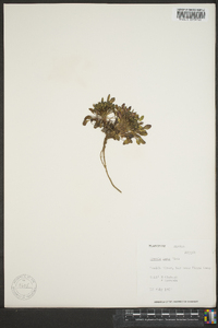 Crepis nana image