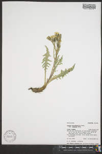 Crepis occidentalis image