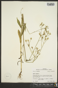 Crepis pulchra image