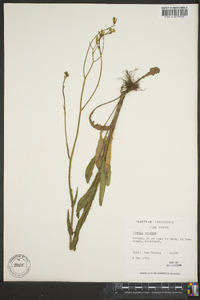 Crepis pulchra image