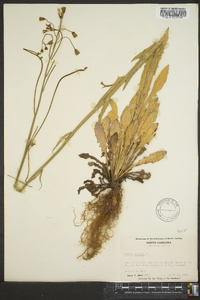 Crepis pulchra image