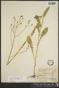 Crepis pulchra image