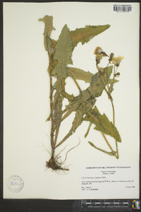 Crepis runcinata image