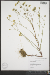 Crepis tectorum image