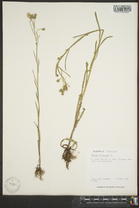 Crepis tectorum image