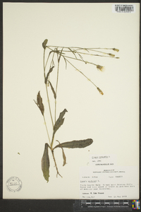 Crepis vesicaria image