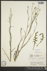 Crepis vesicaria image