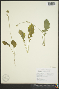 Youngia japonica image