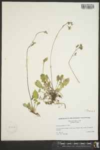 Youngia japonica image