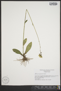 Hieracium caespitosum image