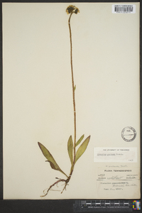 Hieracium caespitosum image