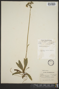 Hieracium caespitosum image