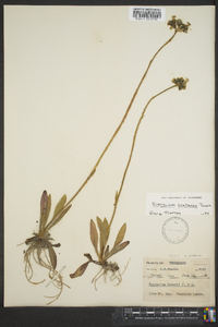 Hieracium caespitosum image