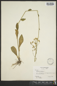 Hieracium gronovii image