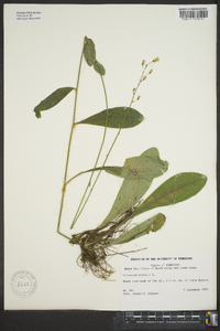 Hieracium gronovii image