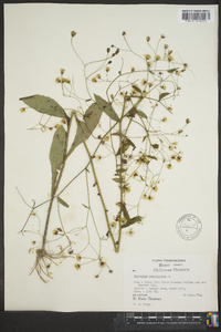 Hieracium paniculatum image