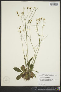 Hieracium venosum image