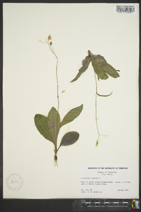 Hieracium venosum image