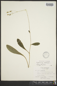 Hieracium venosum image