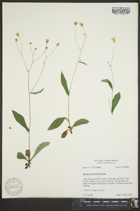 Hieracium venosum image