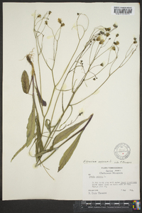 Hieracium venosum image