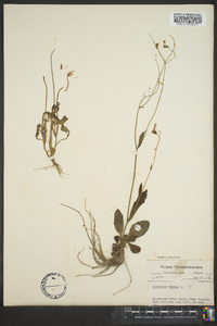 Hieracium venosum image