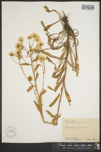 Hieracium albiflorum image