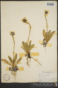 Hieracium aurantiacum image