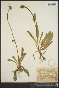 Hieracium aurantiacum image