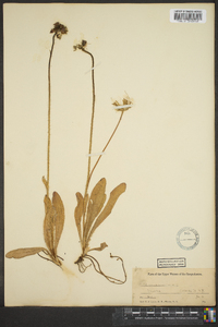 Hieracium aurantiacum image