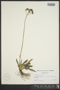 Hieracium aurantiacum image