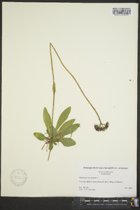 Hieracium aurantiacum image