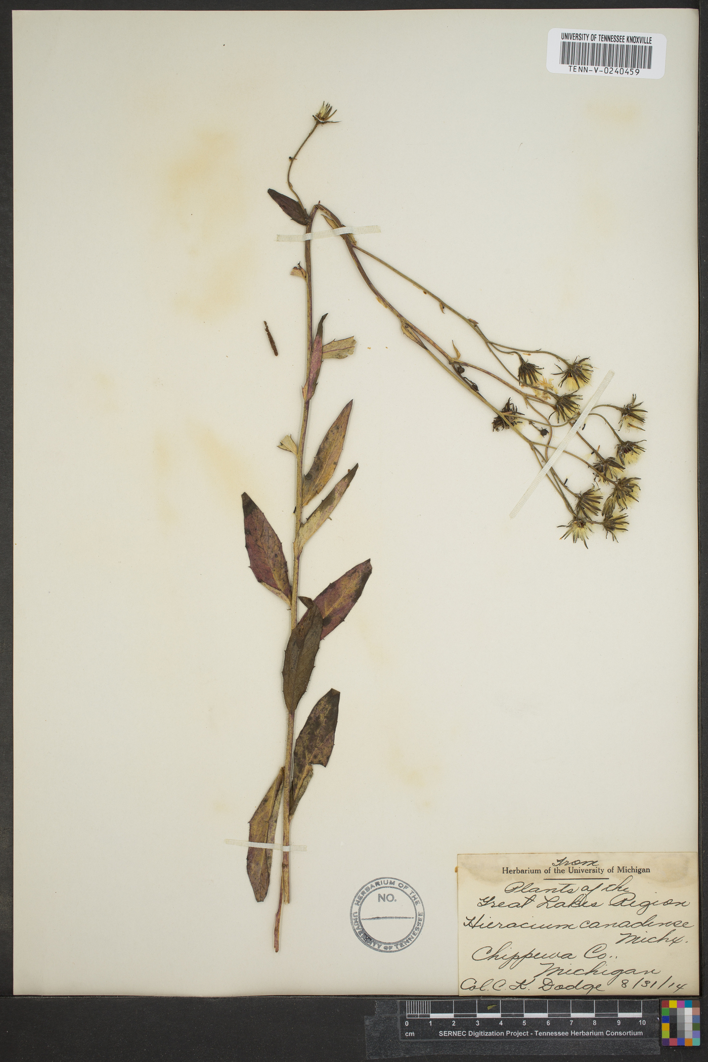 Hieracium canadense image