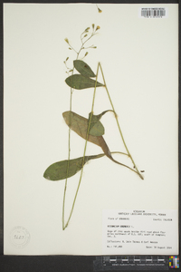 Hieracium gronovii image