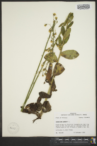 Hieracium gronovii image