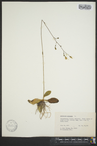 Hieracium gronovii image