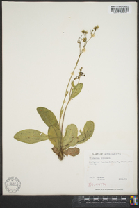 Hieracium gronovii image