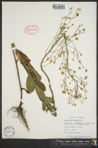 Hieracium paniculatum image