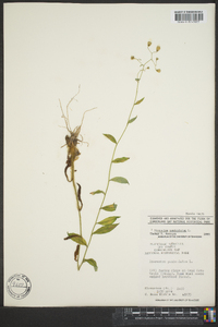 Hieracium paniculatum image